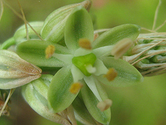 Albuca virens image