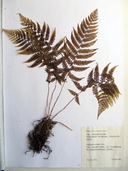 Athyrium sinense
