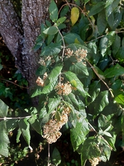 Buddleja auriculata