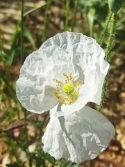 Papaver albiflorum
