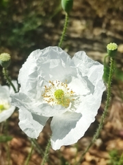 Papaver albiflorum