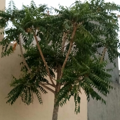 Ailanthus excelsa