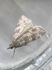 Scoparia pyralella