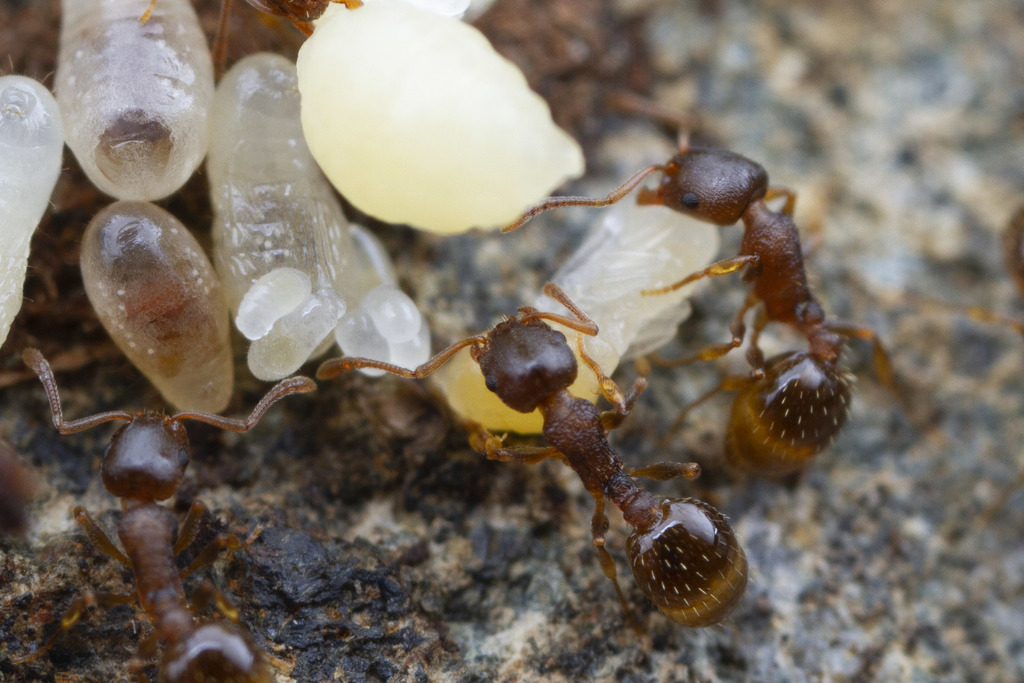Temnothorax rudis