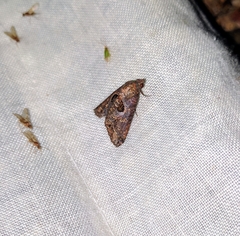 Lophoptera illucida