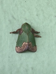 Parasa pastoralis