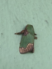 Parasa pastoralis