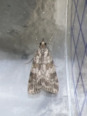 Scoparia pyralella