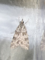 Scoparia pyralella
