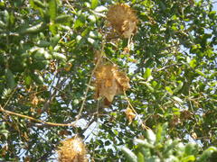 Quercus agrifolia