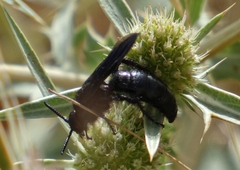 Scolia carbonaria