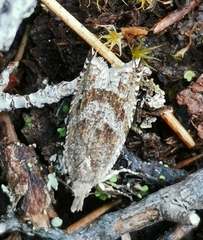 Ancylis unguicella