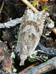 Ancylis unguicella