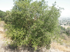 Quercus agrifolia