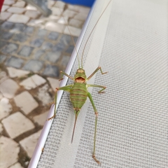 Steropleurus pseudolus