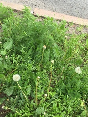 Achillea millefolium
