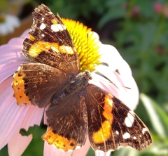 Vanessa atalanta