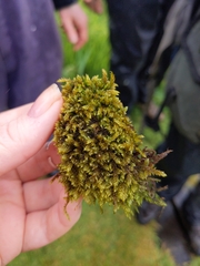 Hypnum cupressiforme lacunosum