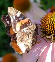 Vanessa atalanta