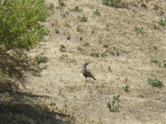 Callipepla californica