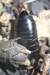 Maoriblatta