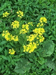 Barbarea vulgaris