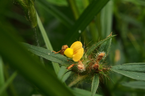 Stylosanthes erecta