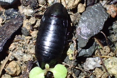 Maoriblatta