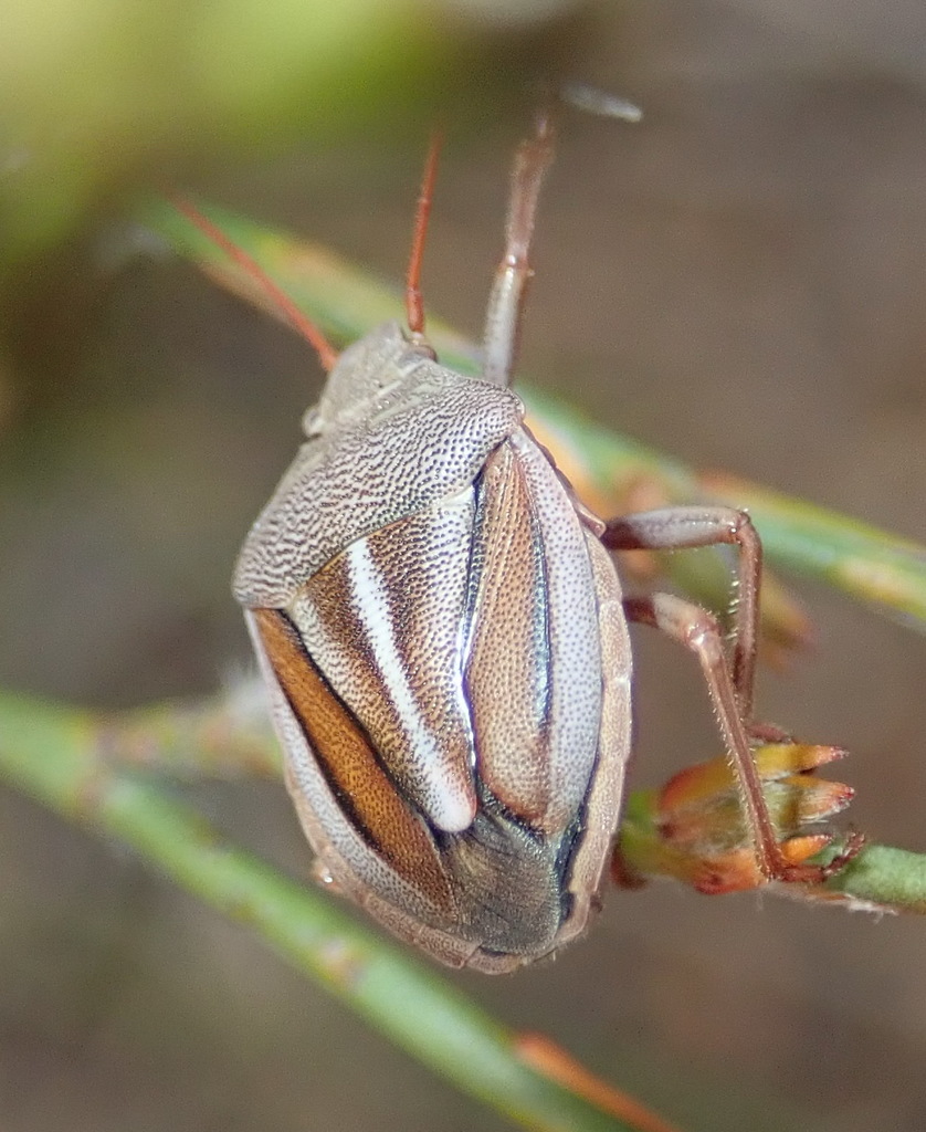 Whitestripe Stink Bug