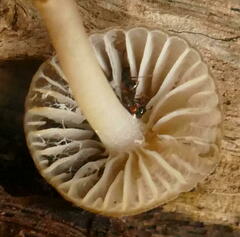 Mycena subgalericulata