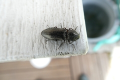 Paraphotistus impressus