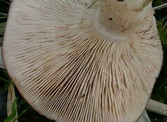 Leucopaxillus eucalyptorum