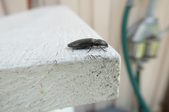 Paraphotistus impressus