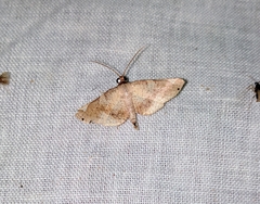 Calindoea atripunctalis