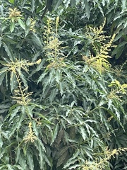 Mangifera indica
