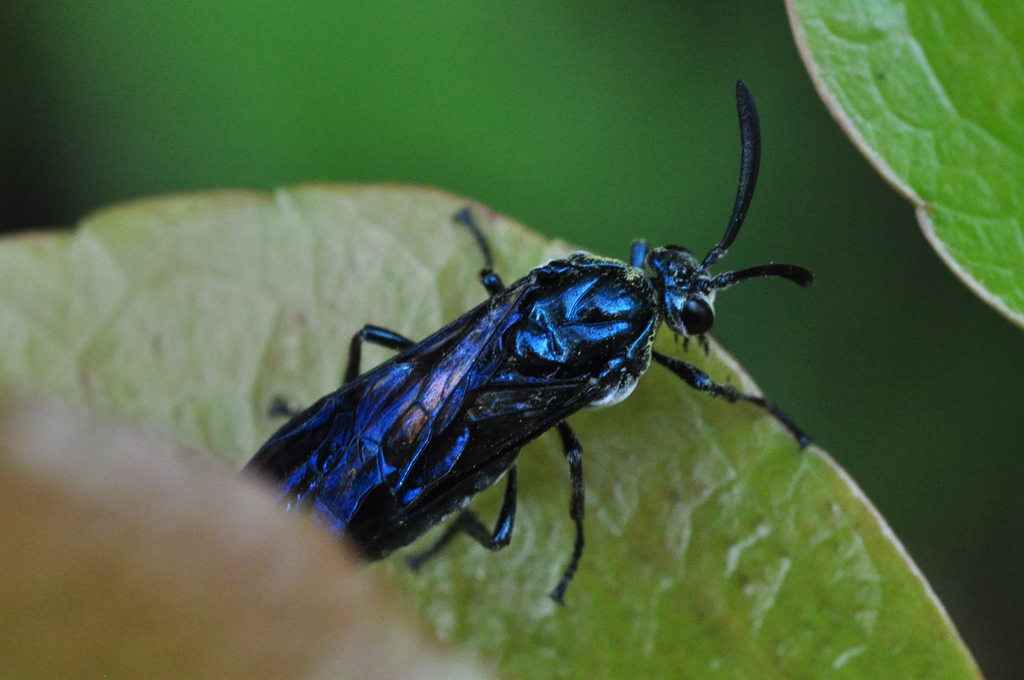 Cibdela janthina