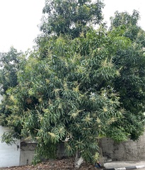 Mangifera indica