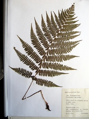 Athyrium sinense