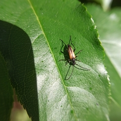 Stenurella melanura