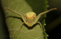 Misumenops callinurus