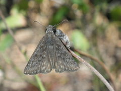 Erynnis