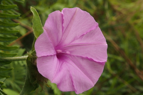 Ipomoea involucrata