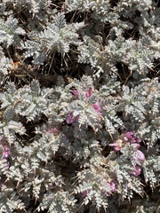 Astragalus echinus