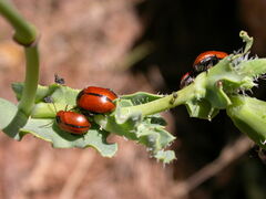 Entomoscelis suturalis