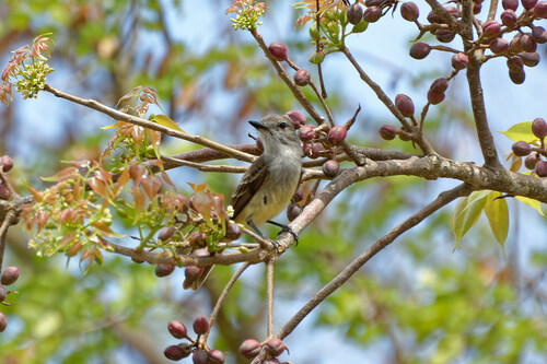 Lesser Antillean Flycatcher (Myiarchus oberi), photo 6