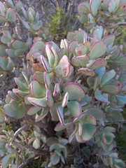 Crassula arborescens arborescens