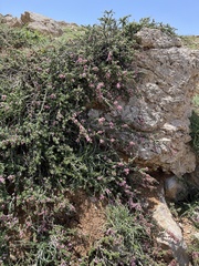 Prunus prostrata