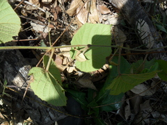 Ampelocissus acapulcensis