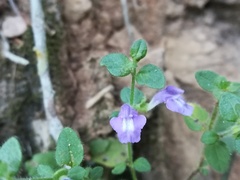 Scutellaria potosina