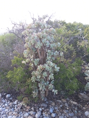 Crassula arborescens arborescens